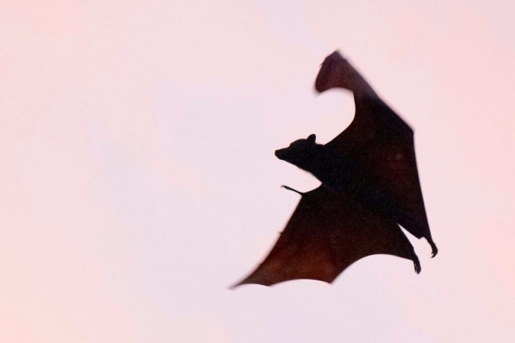 Bat virus kumalat sa China