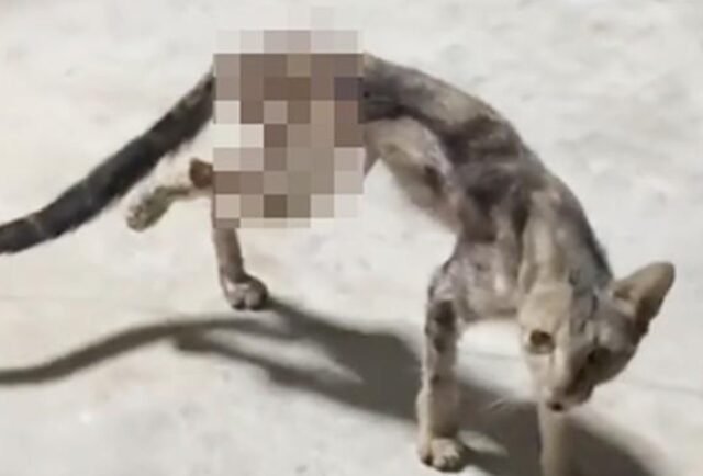 Pusa binuhusan ng kumukulong tubig