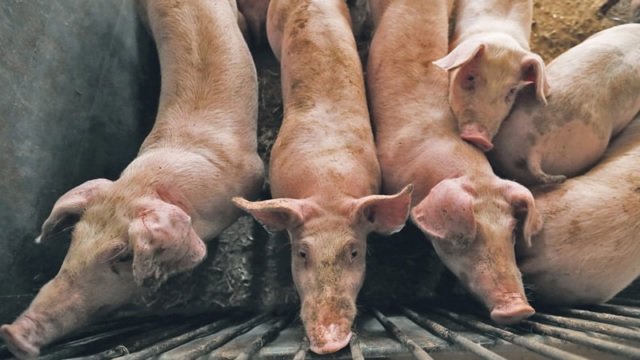 Bakuna vs ASF, target ipamahagi sa Q3