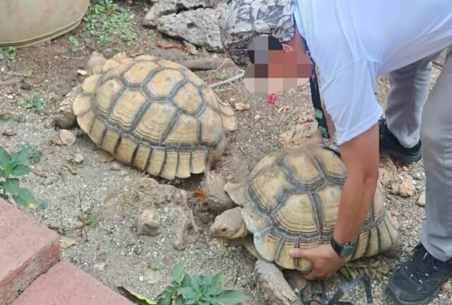 Manager ng resort, arestado sa pag-aalaga ng endangered wildlife