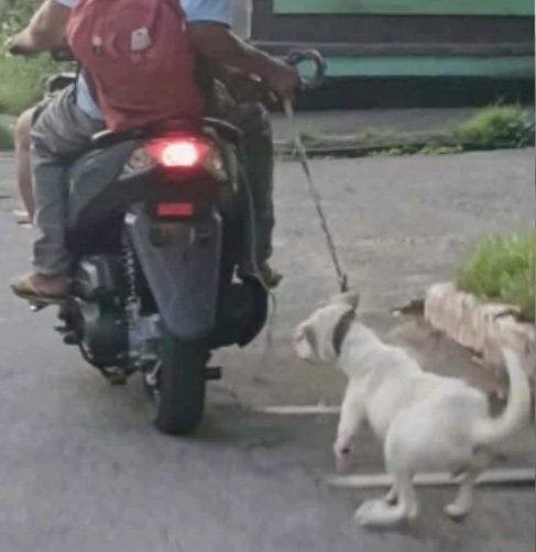 Rider nangaladkad ng asong nakatali, pinaghahanap