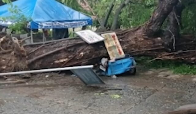 Trike driver natutulog, pisak sa bumagsak na puno